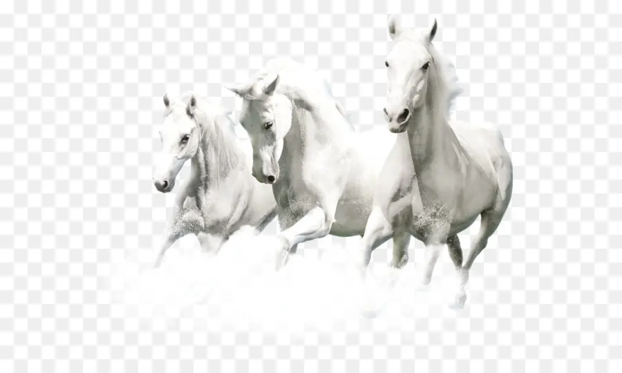 Caballos Blancos，Correr PNG