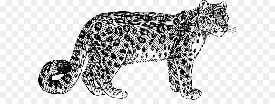 Leopardo，Salvaje PNG