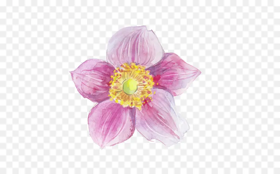 Flor Rosa，Florecer PNG