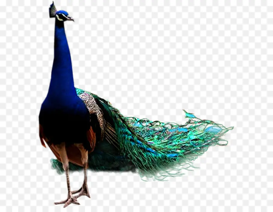 Aves，Pavo Real PNG