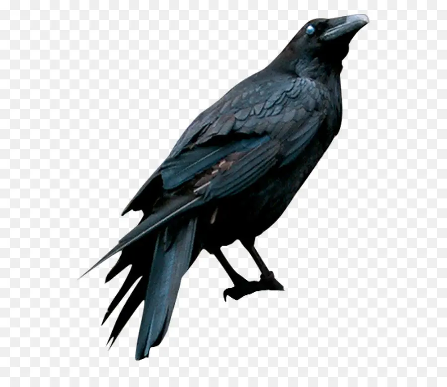 Americano Cuervo，Común Raven PNG