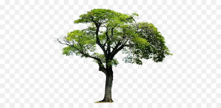 Árbol，Monómero PNG