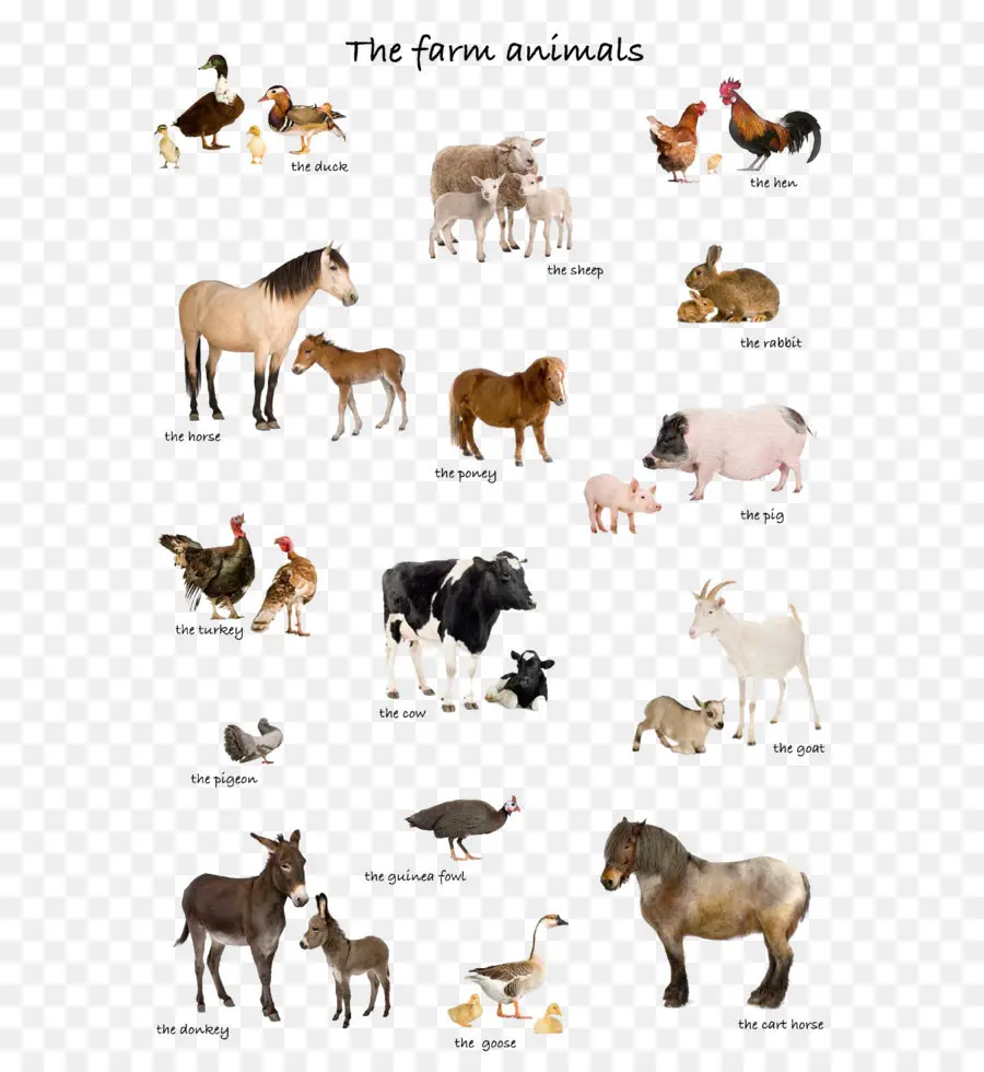 Animales De Granja，Caballo PNG