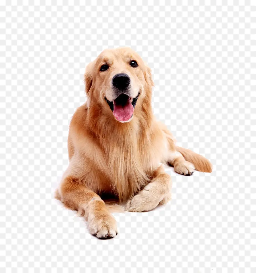 Perro Perdiguero De Oro，Perro PNG