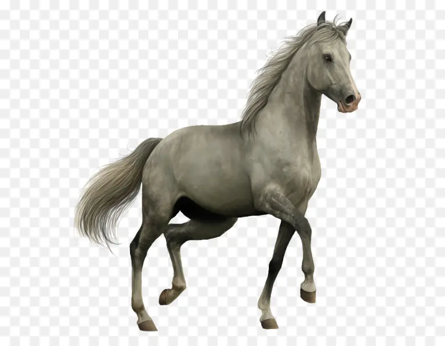 Caballo Gris，Semental PNG