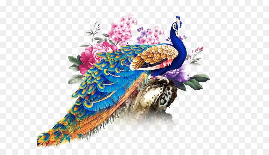 Pavo Real，Plumas PNG