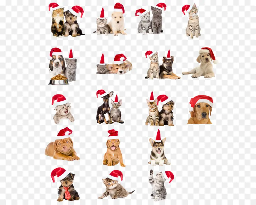 Mascotas Con Gorros De Papá Noel，Perros PNG