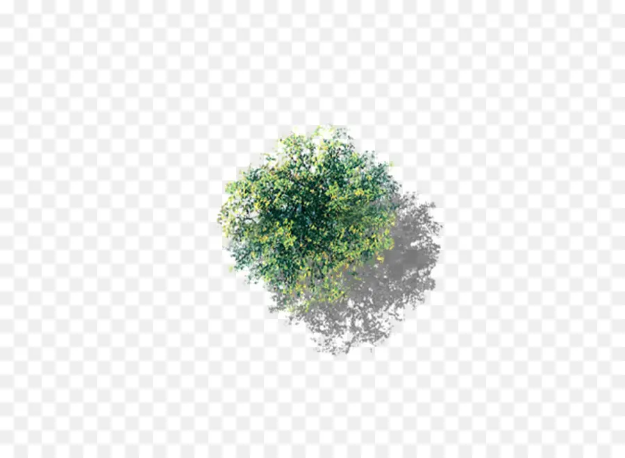 Árbol，Cottonwood PNG