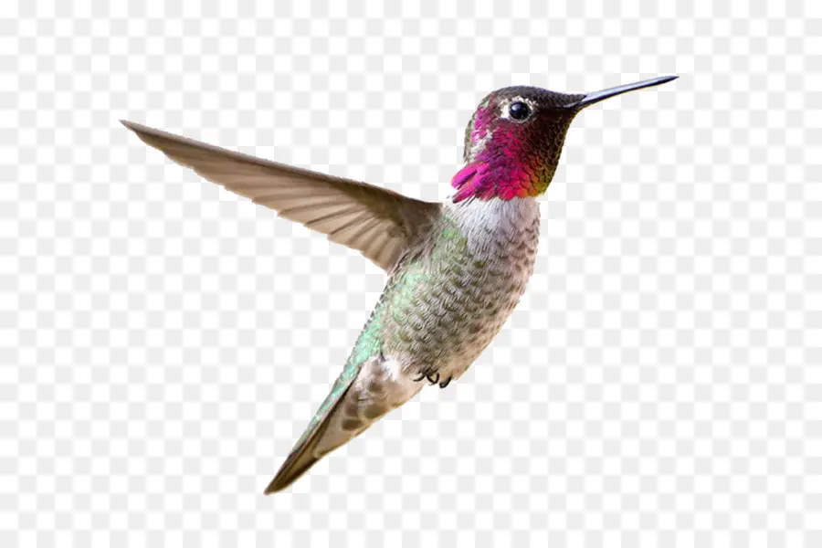 Colibrí，Vuelo PNG