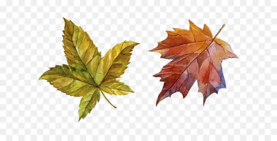 Hojas De Otoño，Caer PNG