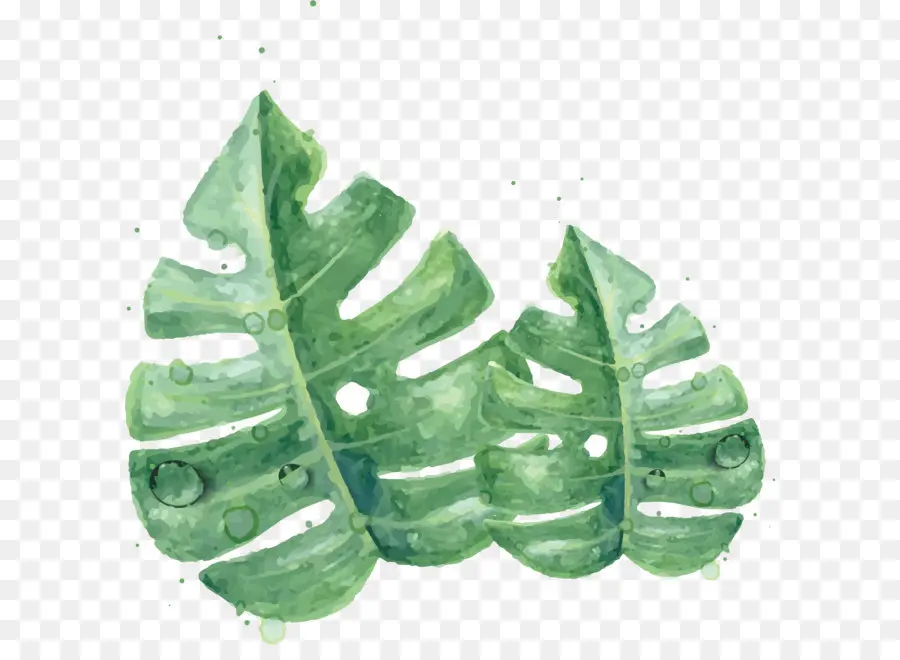 Verde，Hoja PNG