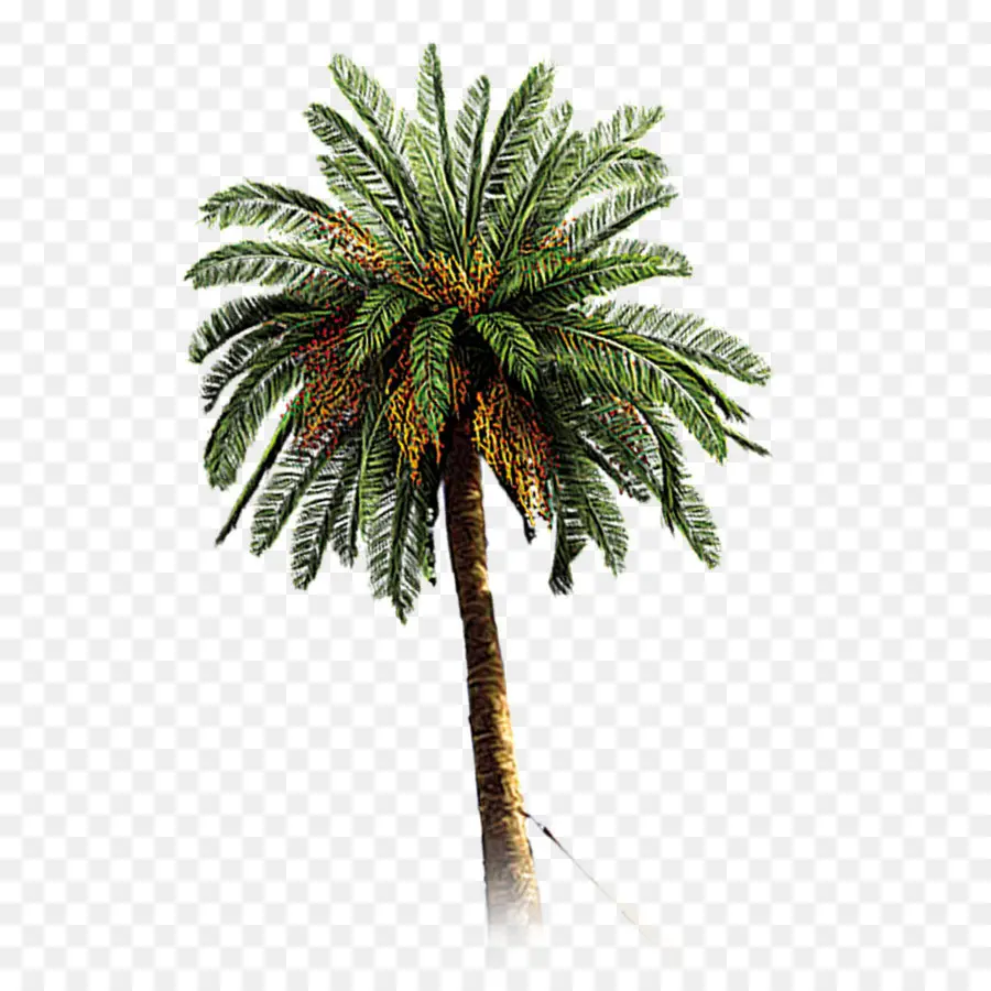 Palmera，Tropical PNG