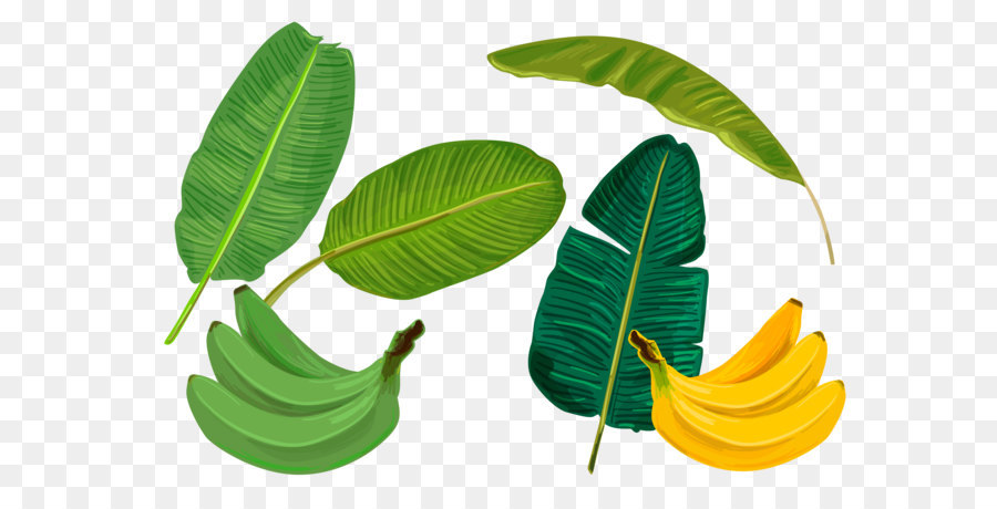 Banana Leaf，Banano PNG