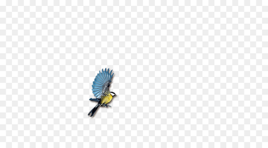 Pájaro，Vuelo PNG