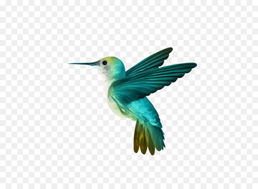 Colibrí，Aves PNG