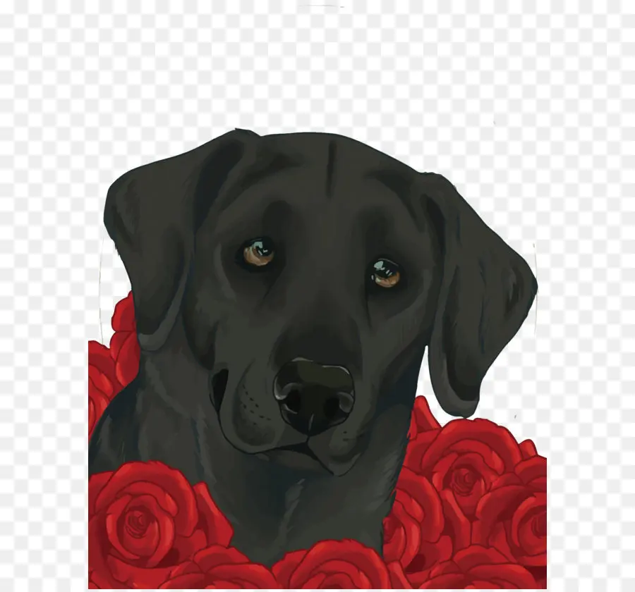 Labrador Retriever，Golden Retriever PNG