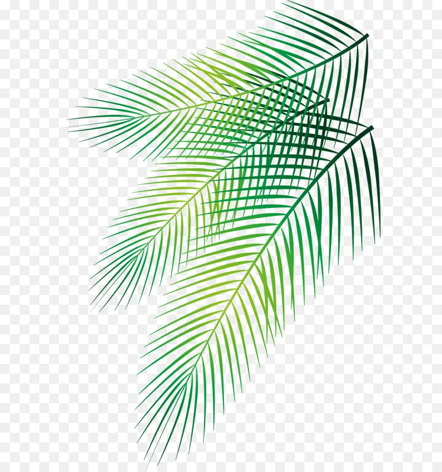 Hoja，Arecaceae PNG