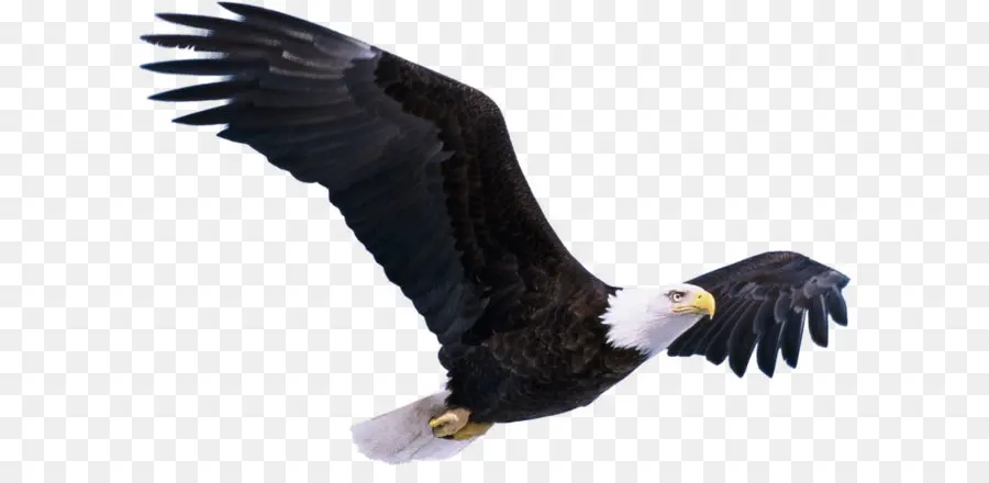 Estados Unidos，Calvo águila PNG