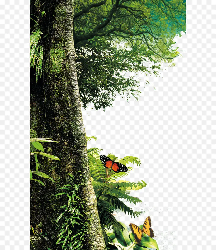 árbol，Bosque PNG