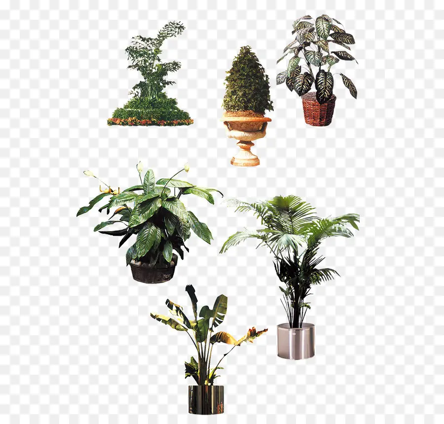 Planta De Interior，Maceta PNG