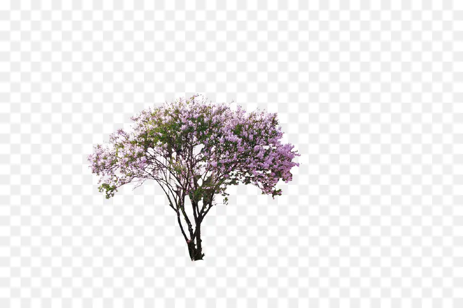 Árbol，Flores PNG