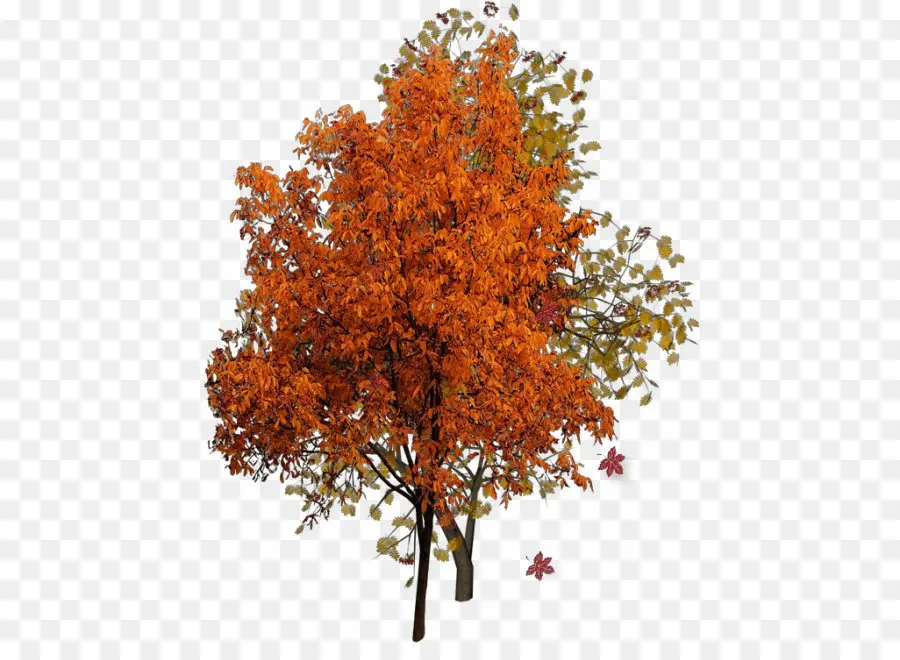 árbol De Otoño，Hojas PNG