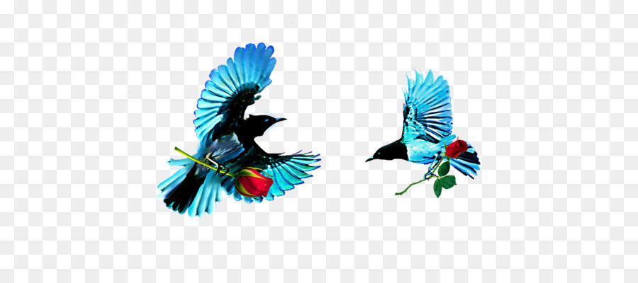 Aves，Vuelo PNG