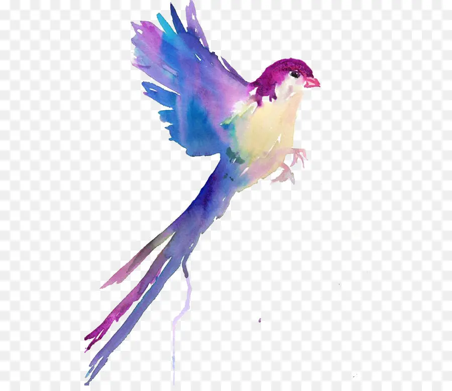 Pájaro Colorido，Vuelo PNG