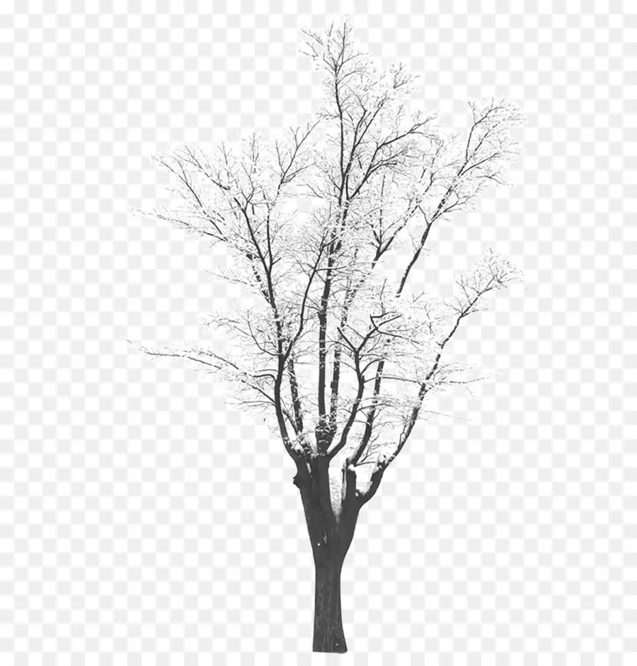 Árbol，Invierno PNG