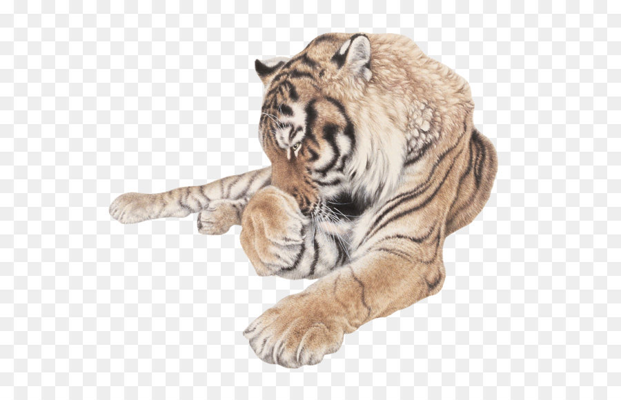 Siberian Tigre，Gato PNG