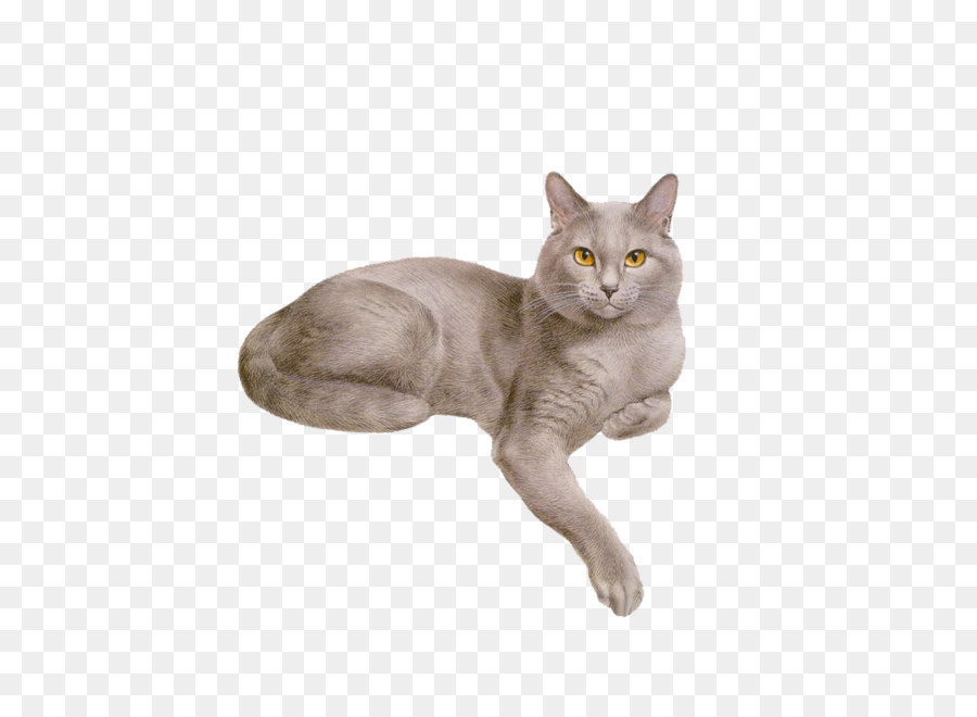 Gato，Gatito PNG