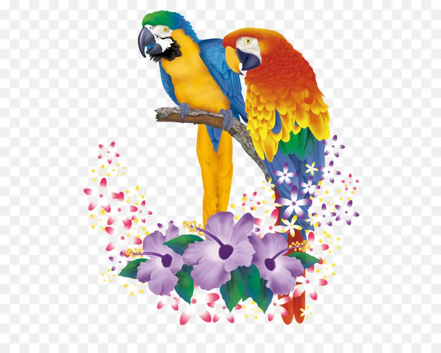 Loros Coloridos，Pájaros PNG