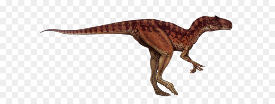 Allosaurus，Afrovenator PNG