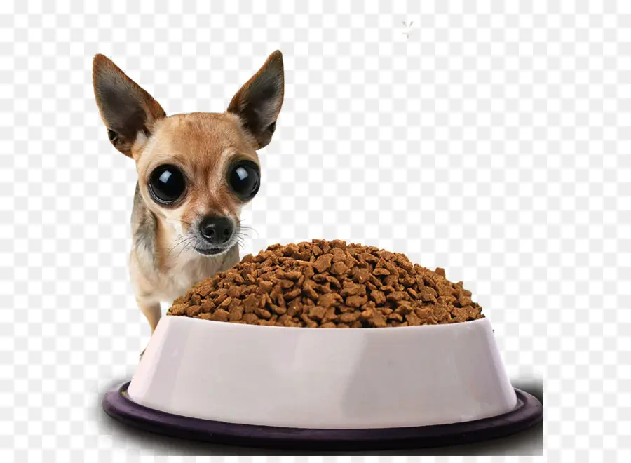 Chihuahua，Cachorro PNG