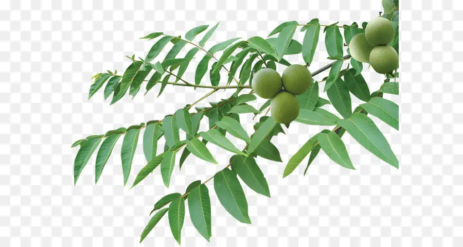 Juglans，Árbol PNG