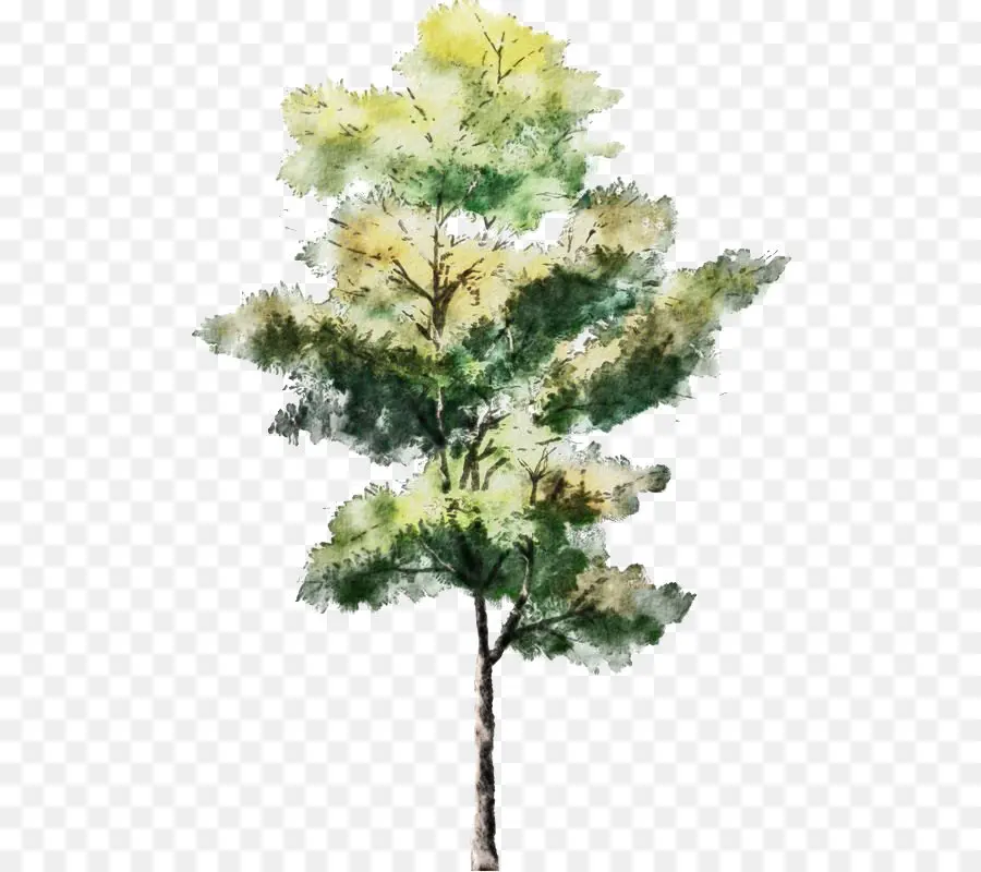 árbol De Acuarela，Naturaleza PNG