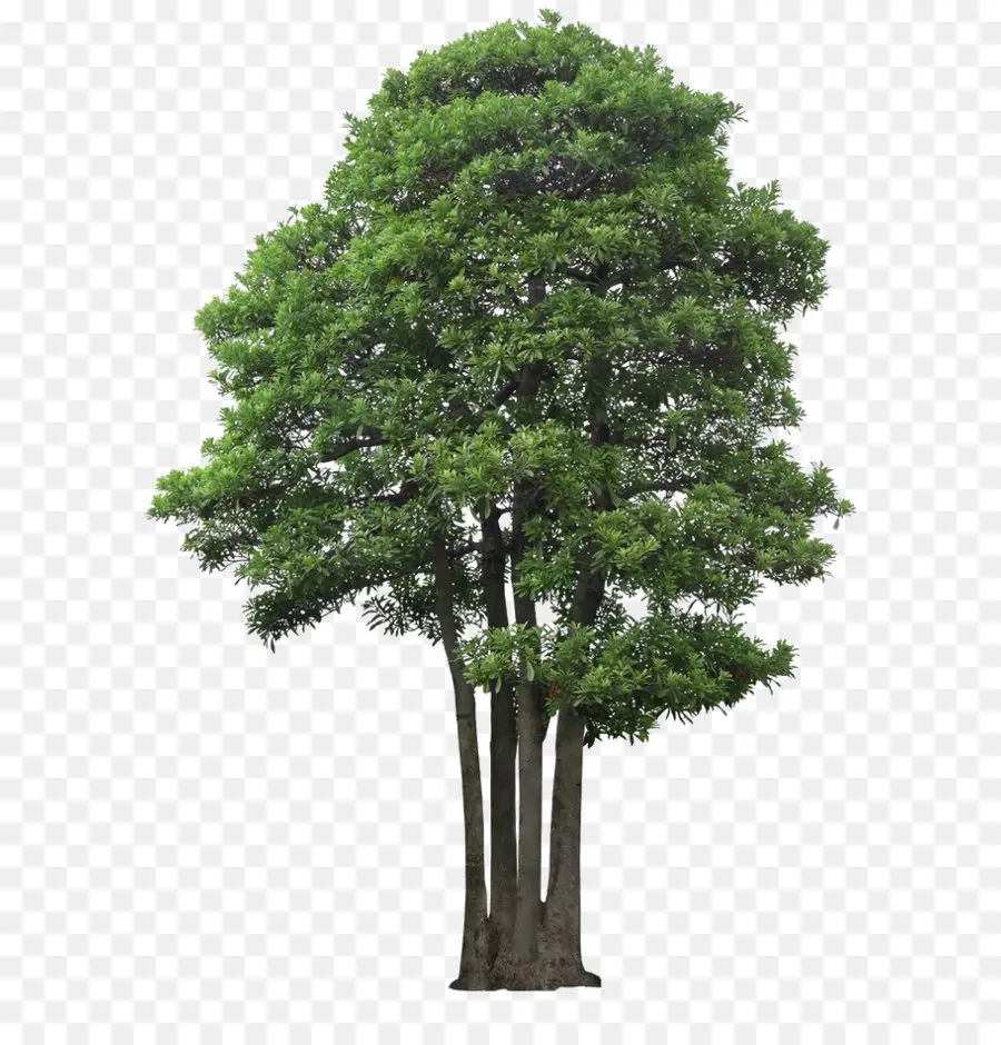 árbol Verde，Árbol PNG