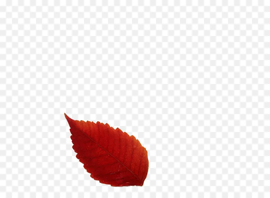 Hoja，Rojo PNG