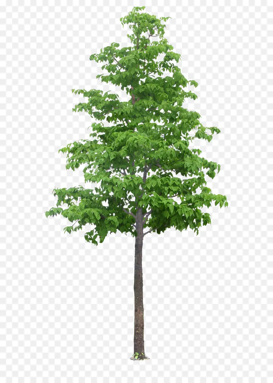 Árbol，Planta PNG