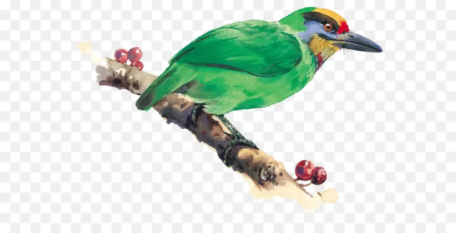 Pájaro Verde，Posado PNG