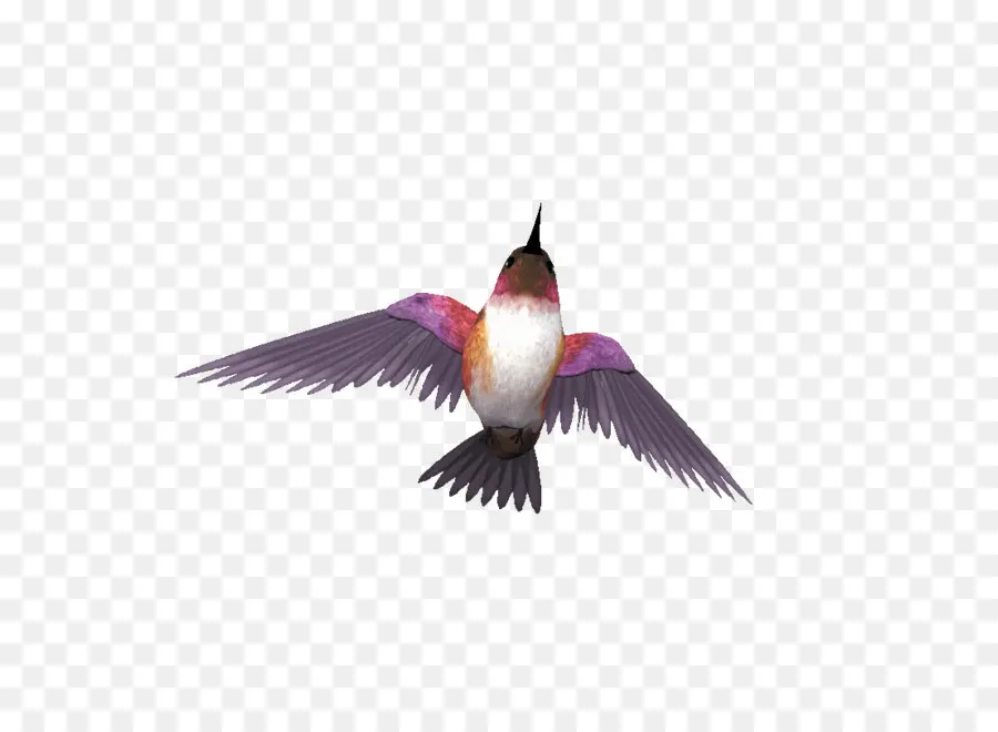 Colibrí，Vuelo PNG