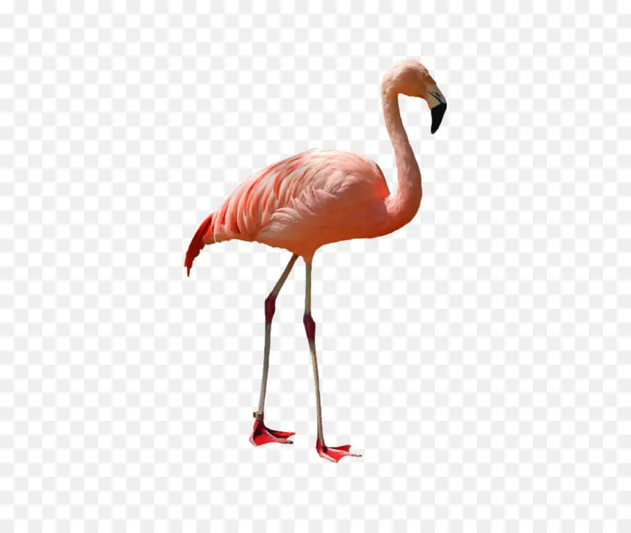 Flamingo，Americano Flamenco PNG