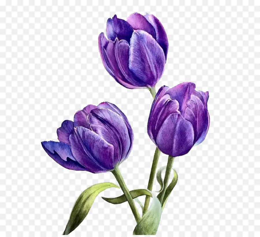 Flor，Morado PNG