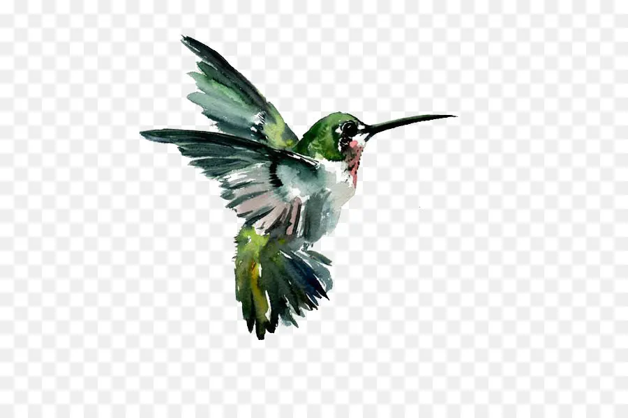 Pájaro，Colibrí PNG