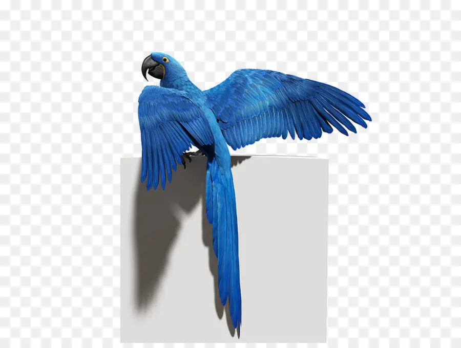 Aves，Loro PNG