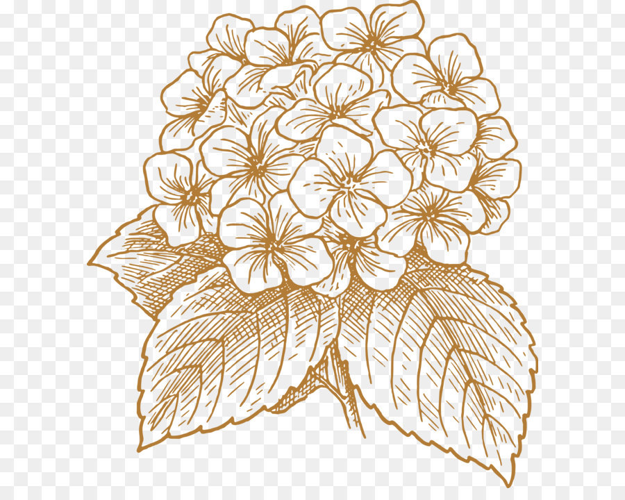 Hortensia，Flor PNG