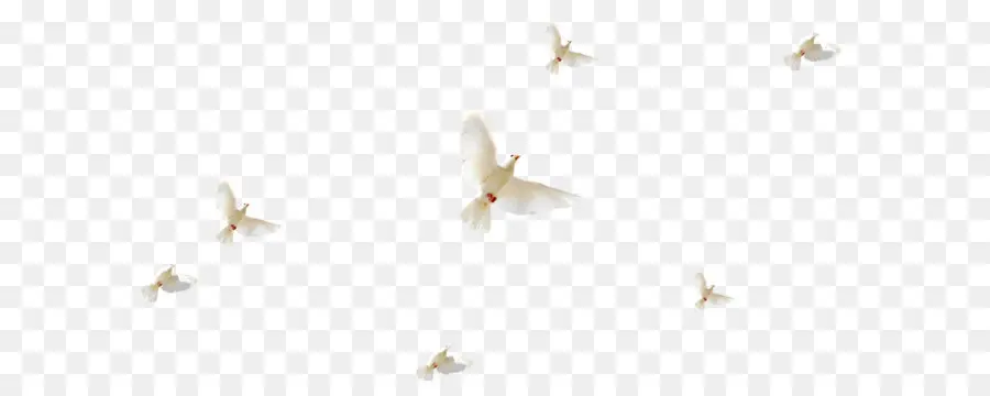 Palomas Blancas，Vuelo PNG