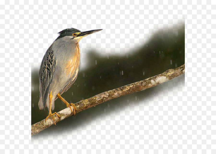 Aves，Kingfisher PNG