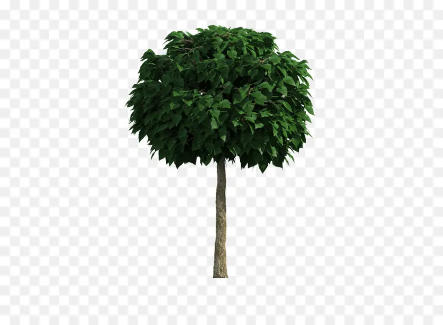 árbol，Verde PNG