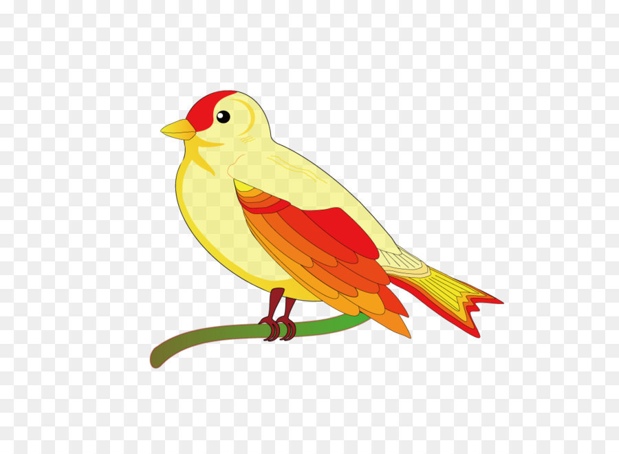 Aves，Loro PNG